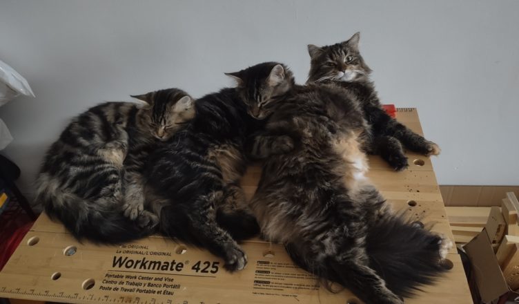 Mama, Mouse and Monkey